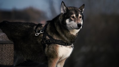 黑白狼牵着黑狗的选择性聚焦摄影